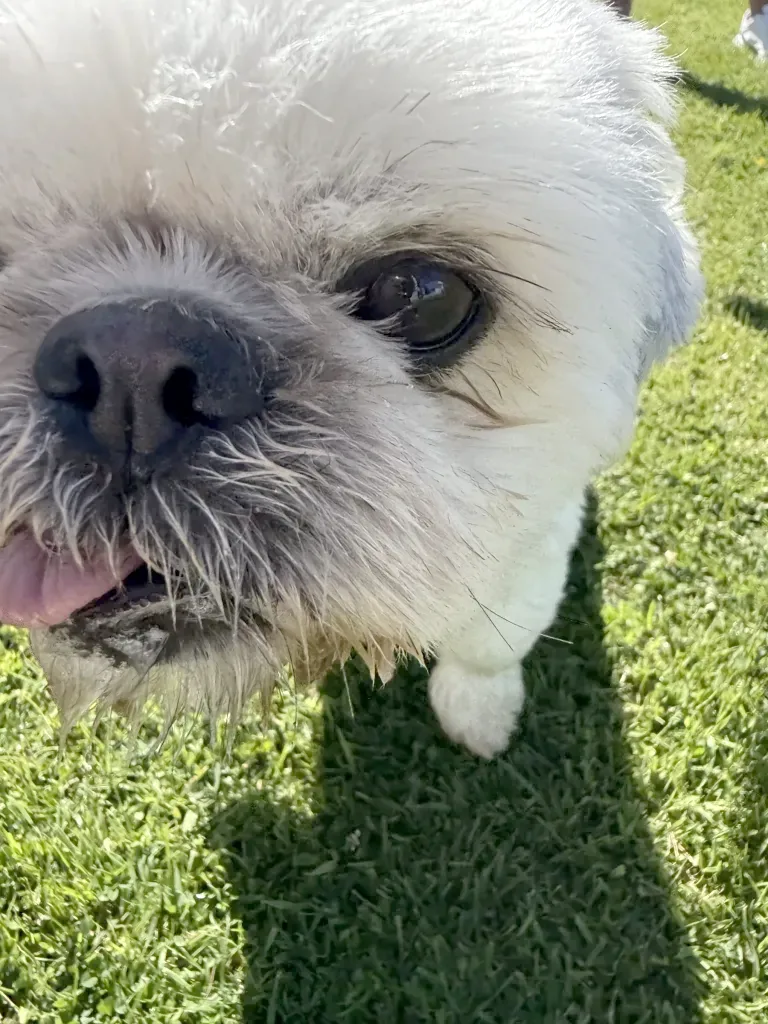 A dog at Gilsland Park, a dog-friendly holiday park in North Berwick