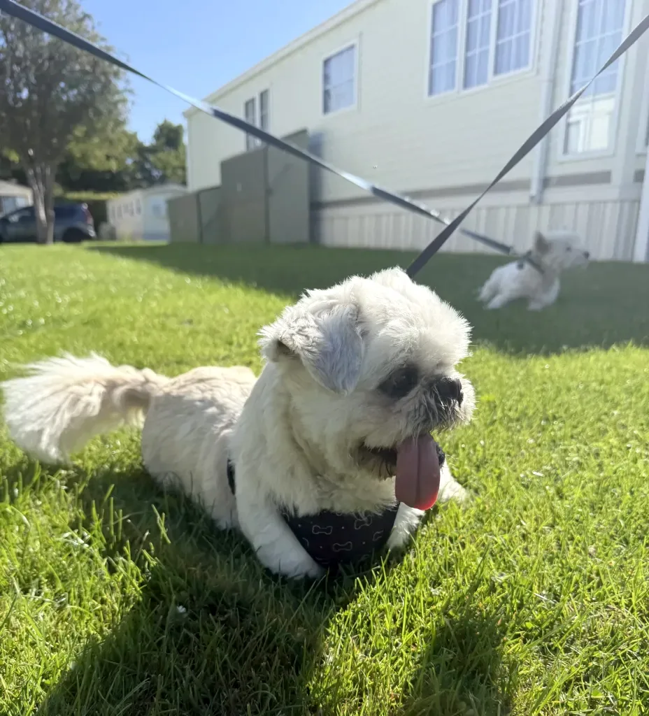 A dog playing on the grass at Gilsland Park, North Berwick