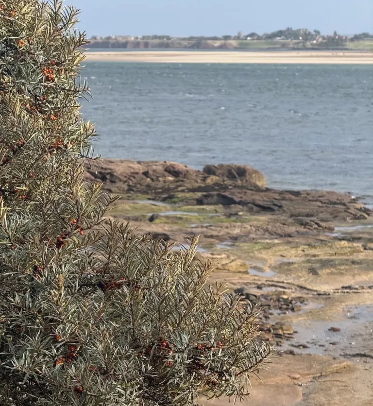 Views of Belhaven Bay from Tyninghame Beach along John Muir Way